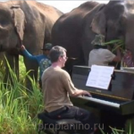Бетховен на пианино для слепых слонов